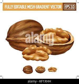 Walnut on white background. Vector illustration Stock Vector
