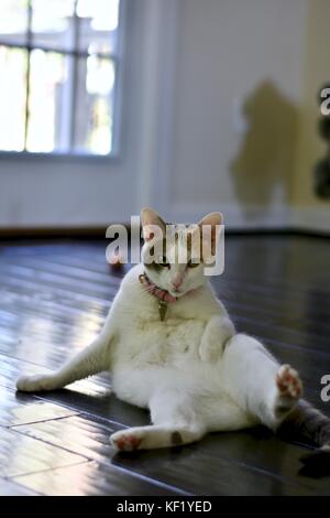 Calico cat laying on the wood floor Stock Photo
