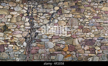Multi color stacked stone and rock wall with old vine growing in it. Stock Photo