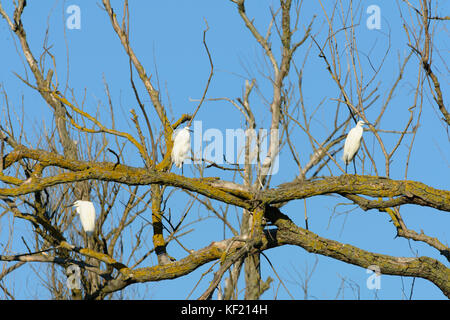 Danube Delta in Romania: little egrets (Egretta garzetta) in a dead tree. Stock Photo