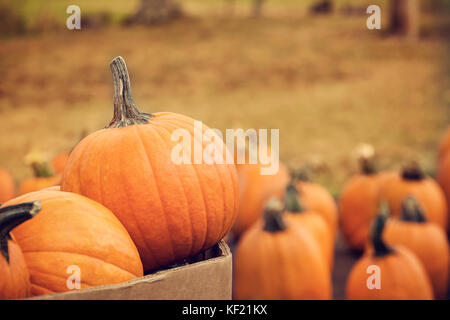 Pumpkins for sale at a pumpkin patch in autumn Stock Photo