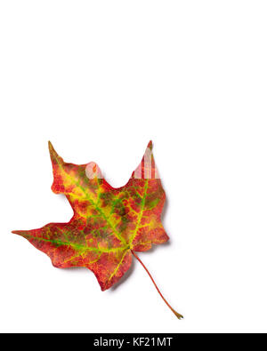 Raidant leaf with red, orange, and yellow autumn colors Stock Photo