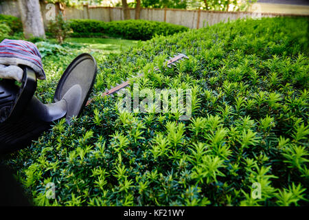 Gloved hand cutting the yew bush hedge with an electric hedge trimmer; selective focus closeup action. Stock Photo