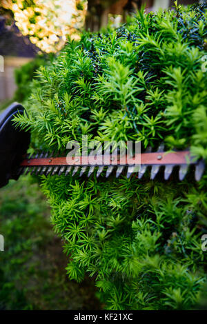 Cutting the yew bush hedge with the electric hedge trimmer Stock Photo