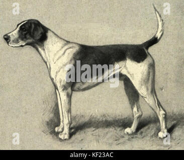English Foxhound Portrait Stock Photo