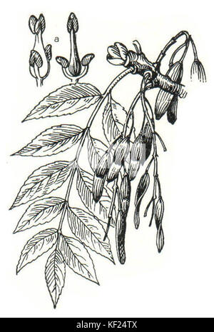 Ash Tree Structure Fraxinus excelsior, commonly known as the European ash, is a tree ...