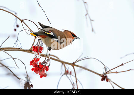 beautiful bird eats red berries in winter