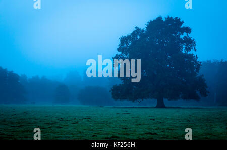 A lonely oak tree amongst many others found on a field in Kilverstone, Thetford. cold morning. Stock Photo