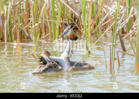 Two great crested grebes dancing during mating season in their winter plumage. Stock Photo