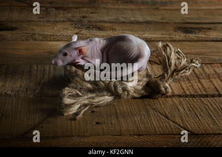 A little funny rat and a rope on a wooden table. Stock Photo