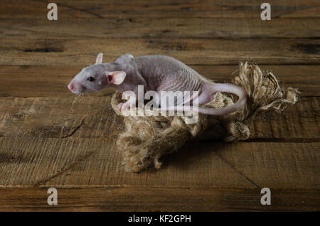 A little funny rat and a rope on a wooden table. Stock Photo