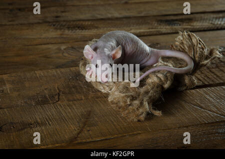 A little funny rat and a rope on a wooden table. Stock Photo