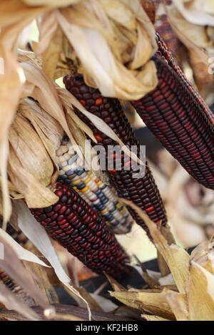 Harvest corn at local farmer's market. Stock Photo