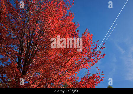 Maple tree exhibiting autumn leaf color, a phenomenon that affects the green leaves of deciduous trees by which they take on various shades of color. Stock Photo