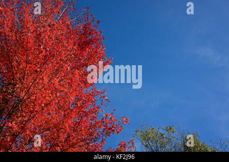 Maple tree exhibiting autumn leaf color, a phenomenon that affects the green leaves of deciduous trees by which they take on various shades of color. Stock Photo