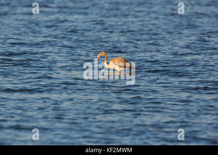 juvenile natural greater flamingo (phoenicopterus ruber) wading in water foraging Stock Photo