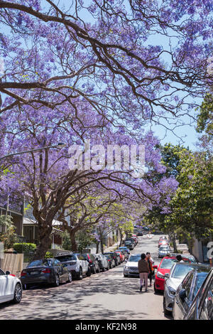 Jacaranda tree lined McDougall Street, Kirribilli, Lower North Shore, Sydney, NSW, Australia Stock Photo