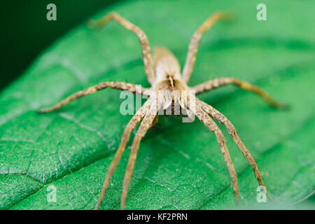 Nursery Web Spider Sitting On Green Leaf In Garden Stock Photo