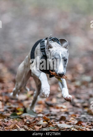 Whippet puppy running. Stock Photo