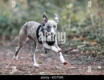 Whippet puppy running. Stock Photo