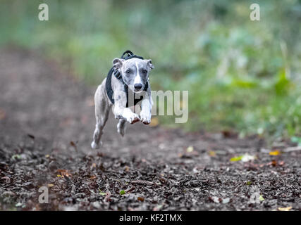 Whippet puppy running. Stock Photo