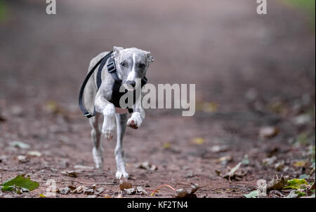 Whippet puppy running. Stock Photo