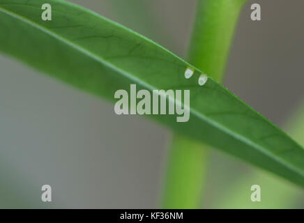 Two Monarch butterfly eggs side by side on the underside of a green milkweed leaf Stock Photo