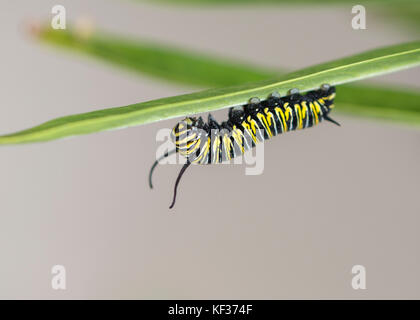 A late stage monarch caterpillar climbing upside down under a milkweed leaf Stock Photo