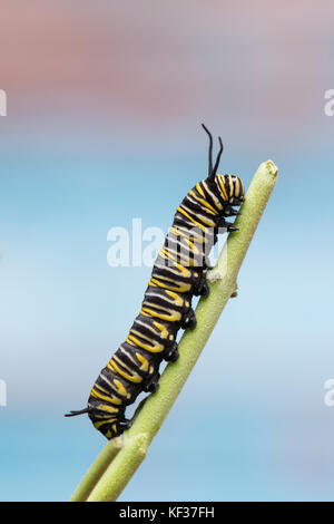 Monarch caterpillar on a milkweed stalk Stock Photo