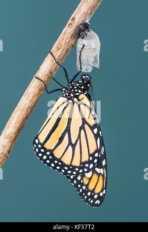 Monarch butterfly Danaus Plexippus hanging from a chrysalis shell while drying its wings