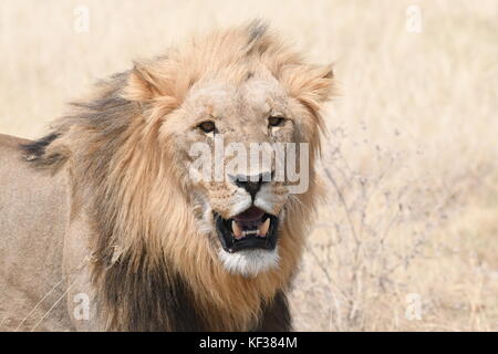 Lions and Zebra in Etosha Stock Photo