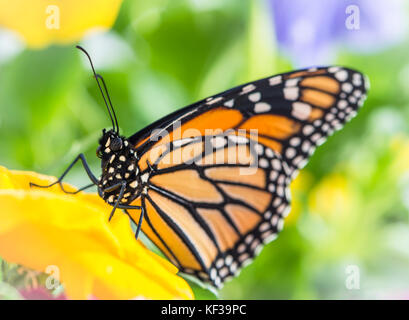 Monarch butterfly Danaus Plexippus female resting on a vibrant yellow violet flower - side view Stock Photo