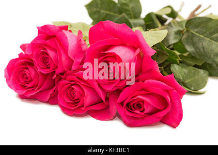 Bouquet of five pink roses on a white background Stock Photo