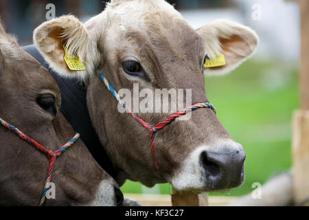 Cattle in Lech, Austria Stock Photo