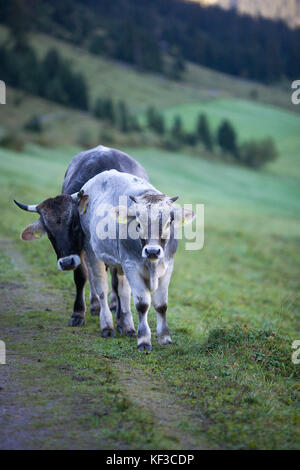 Cattle in the valley  Lech, Austria Stock Photo