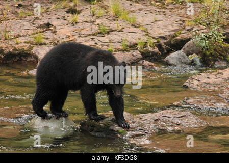 Black Bear walking across stones in the the river at Stamp Falls Provincial Park in Port Alberni, British Columbia in Canada Stock Photo