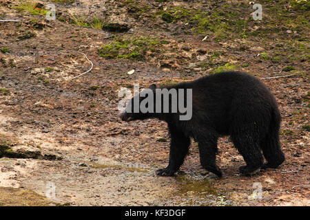 Black Bear walking across rocks at Stamp Falls Provincial Park in Port Alberni, British Columbia in Canada Stock Photo