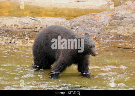 Black Bear standing in the river at Stamp Falls Provincial Park in Port Alberni, British Columbia in Canada Stock Photo
