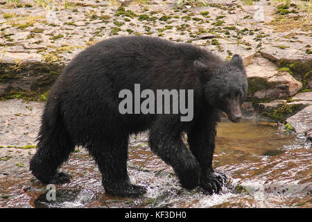 Black Bear walking across the river at Stamp Falls Provincial Park in Port Alberni, British Columbia in Canada Stock Photo