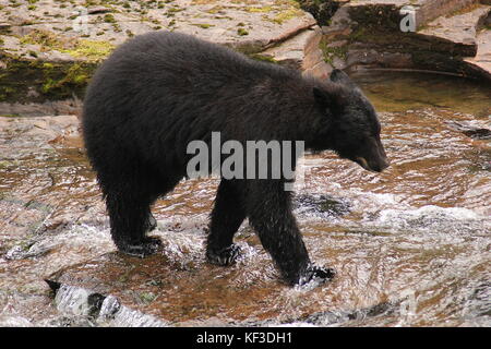 Black Bear in the river at Stamp Falls Provincial Park in Port Alberni, British Columbia in Canada Stock Photo