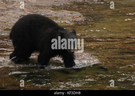 Black Bear walking across the river at Stamp Falls Provincial Park in Port Alberni, British Columbia in Canada Stock Photo