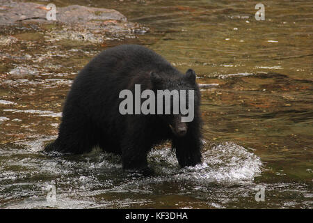 Black Bear fishing for salmon in the Stamp River in Port Alberni on Canada's Vancouver Island Stock Photo