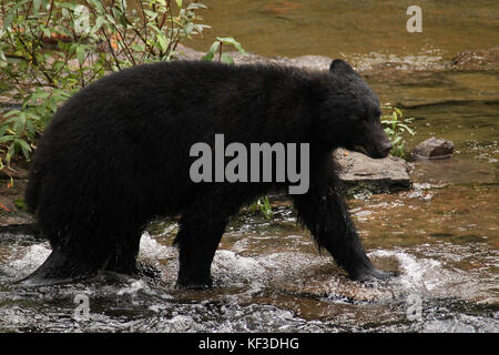 Black Bear standing in the Stamp River in Port Alberni on Canada's Vancouver Island Stock Photo