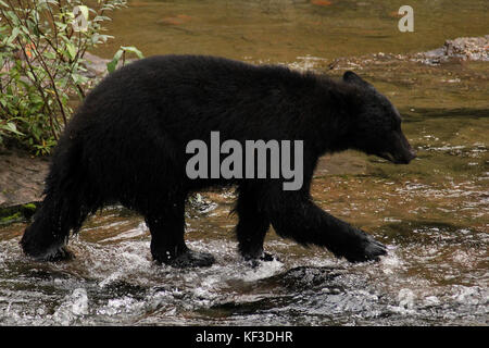 Black Bear walking across the Stamp River in Port Alberni on Canada's Vancouver Island Stock Photo