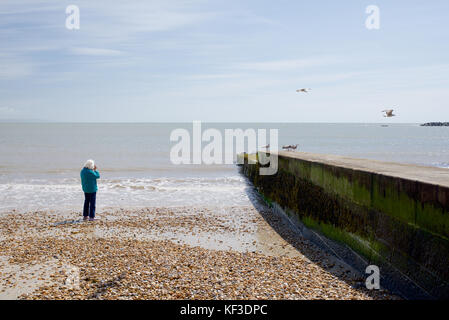 A woman on the beach taking photographs of the seagulls Stock Photo