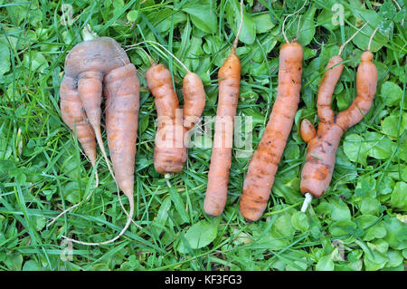 The abstract word "MYLLY" is made from ugly carrots on green grass Stock Photo