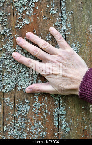 The right hand of an elderly woman lies on the trunk of an old oak tree. Gray lichen grows on a wooden surface. Stock Photo