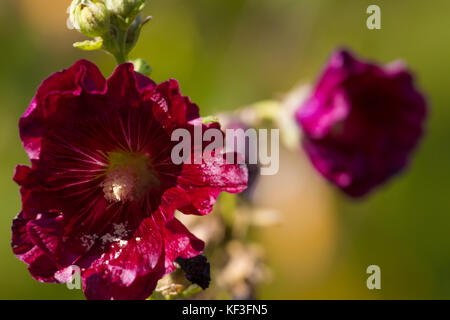 Pair of purple malva flowers. Beauty lavatera plant on dissolve background Stock Photo