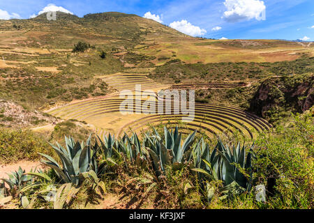 Moray circles, round shaped historic Incan agriciltural site on the hills with agava leaves in the foreground, Urubamba provnce, Peru Stock Photo