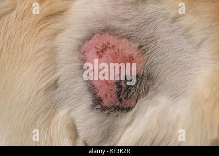 Skin disease of golden retriever dog Stock Photo